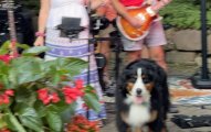 Dogs on stage